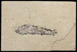 Cretaceous Fossil Shrimp - Lebanon #147240-1